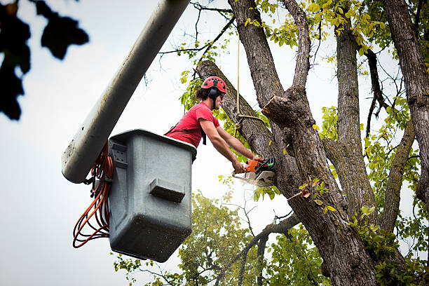 How Our Tree Care Process Works  in  North Puyallup, WA